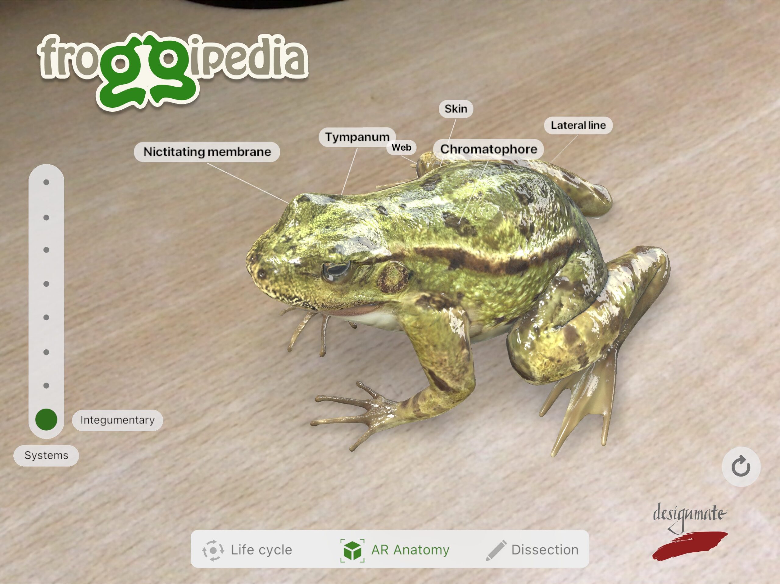 froggipedia.jpeg