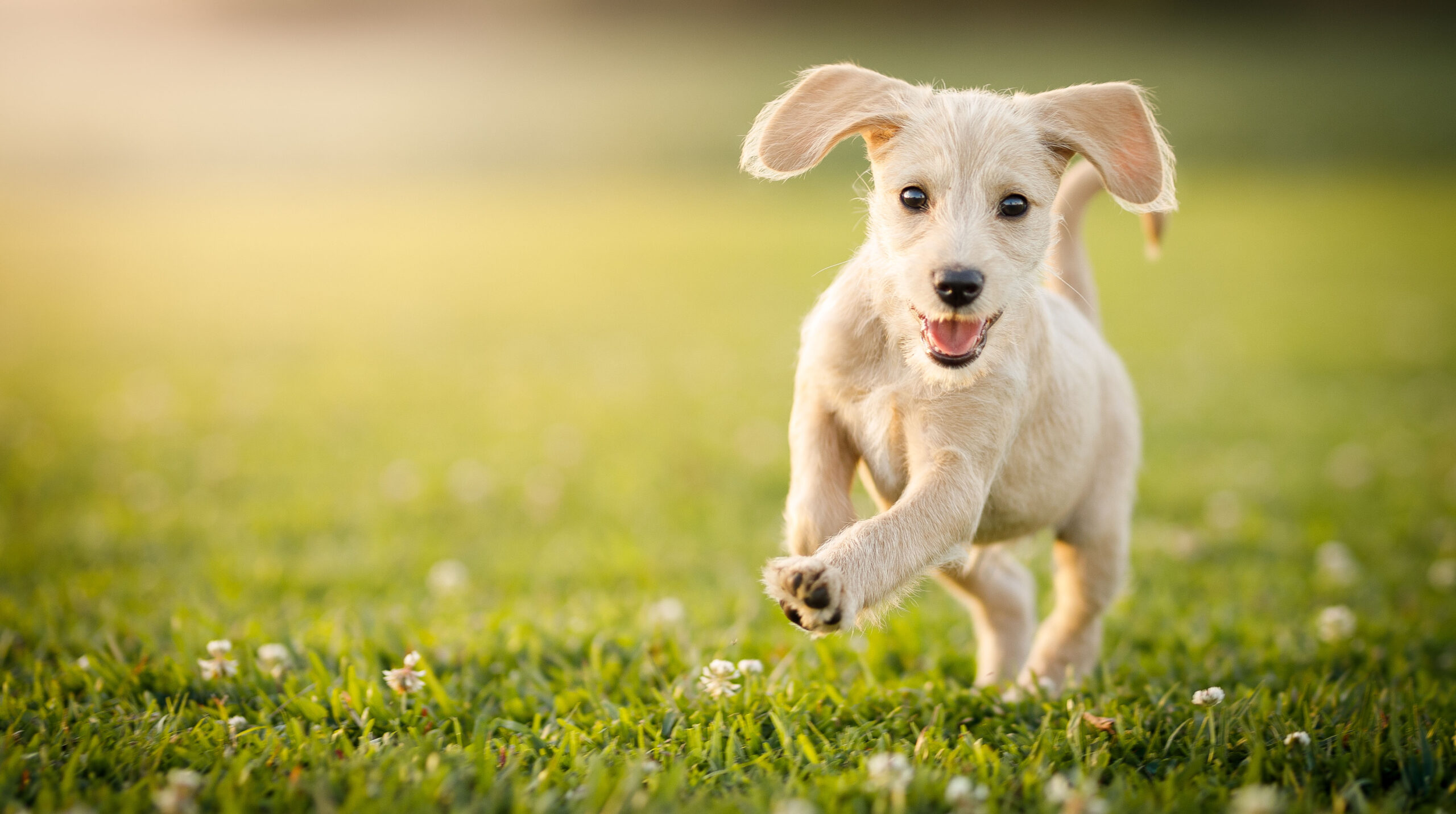 Puppy running at the park