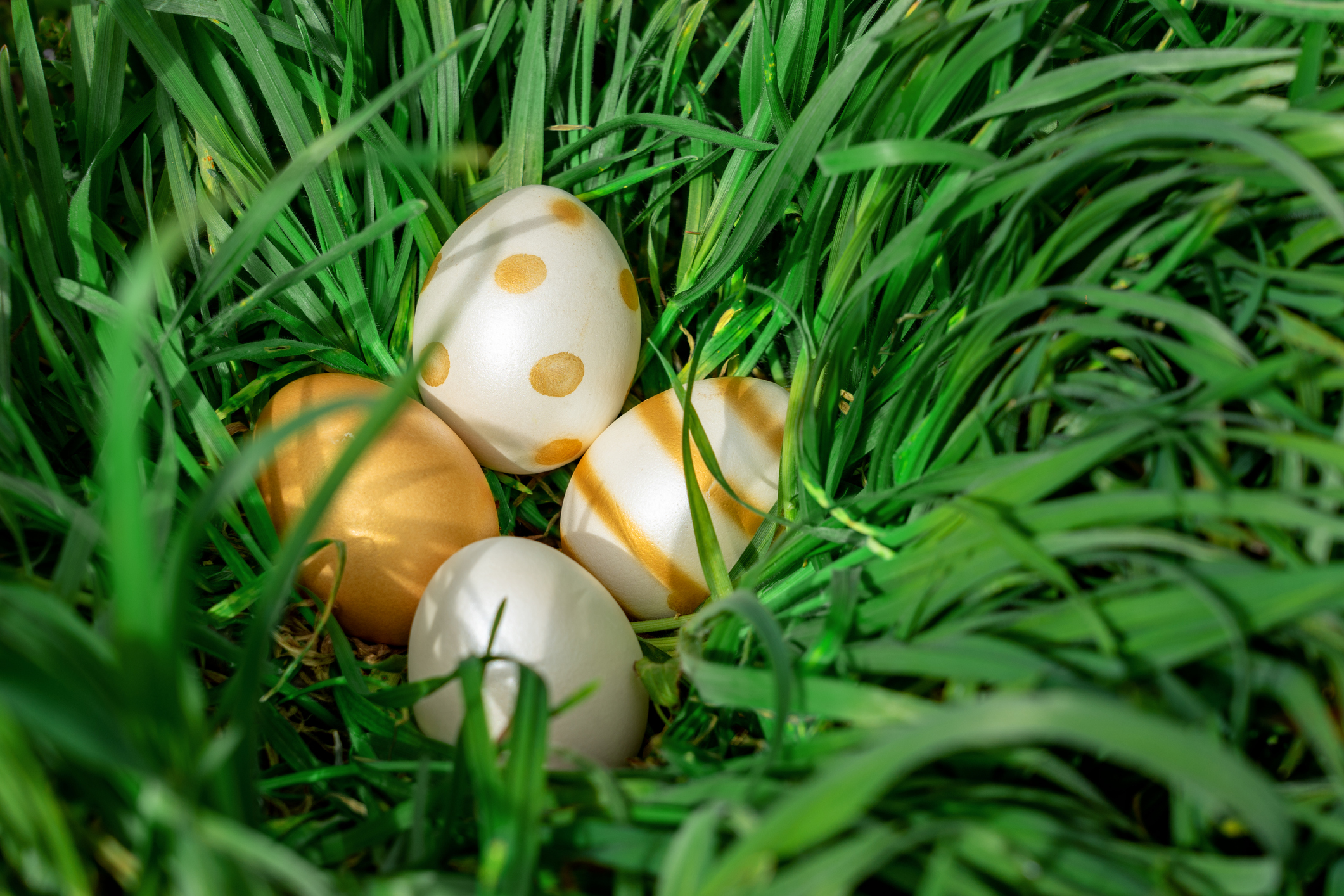 elegant gold white shiny eater eggs hiding in the big green grass