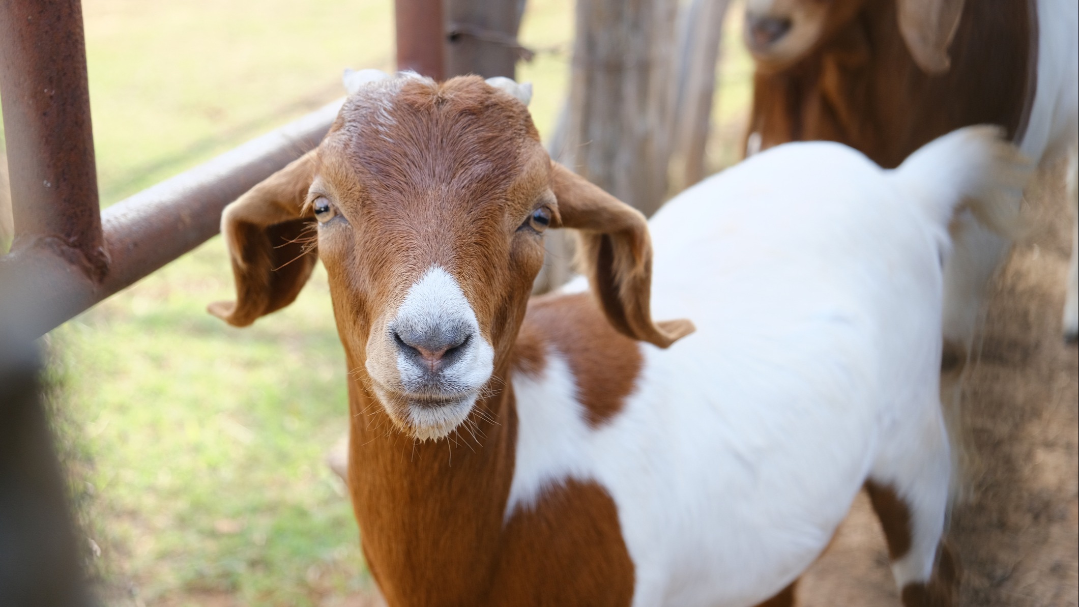 A goat