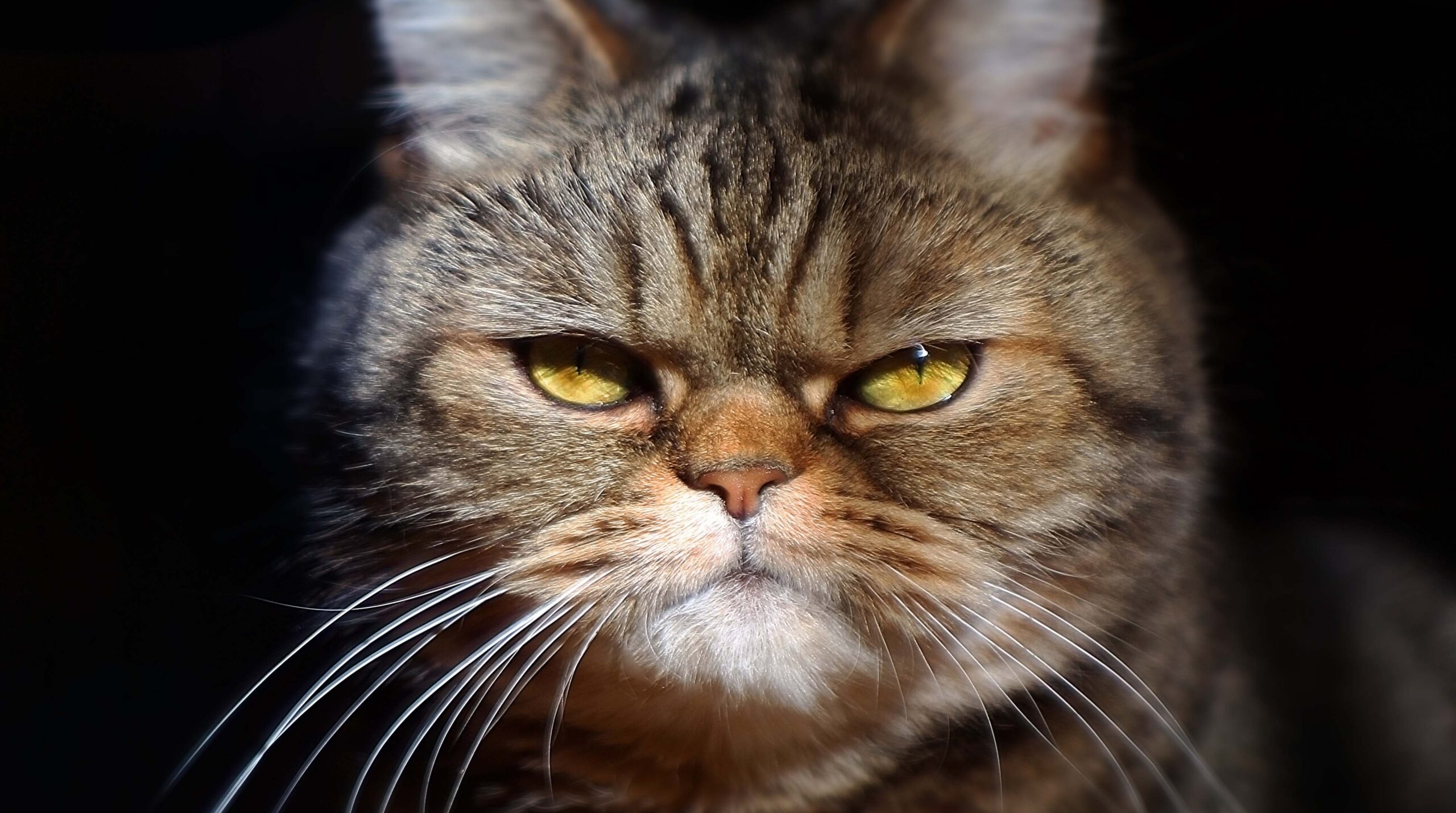 grumpy tabby serious british cat on a black background