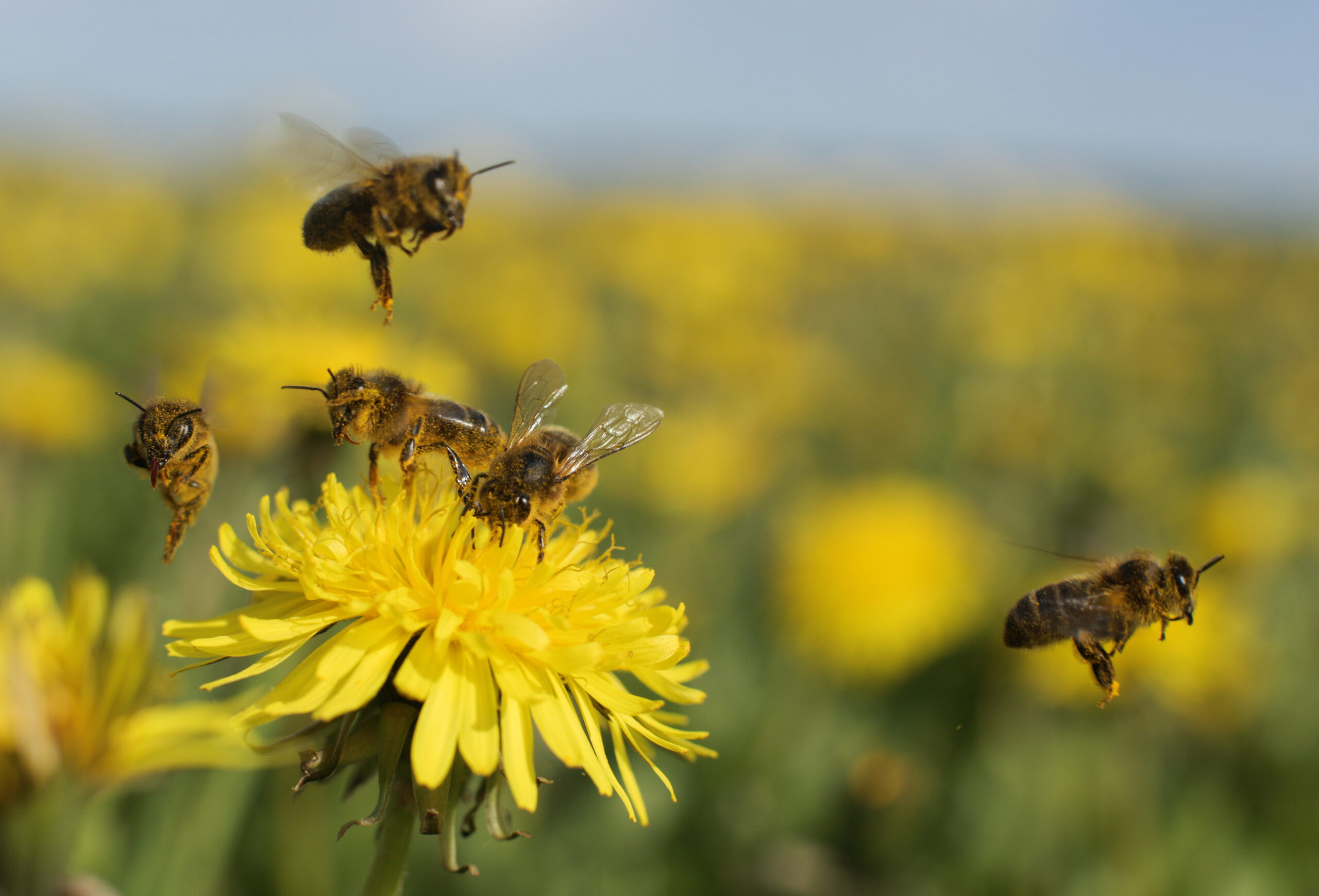 bees