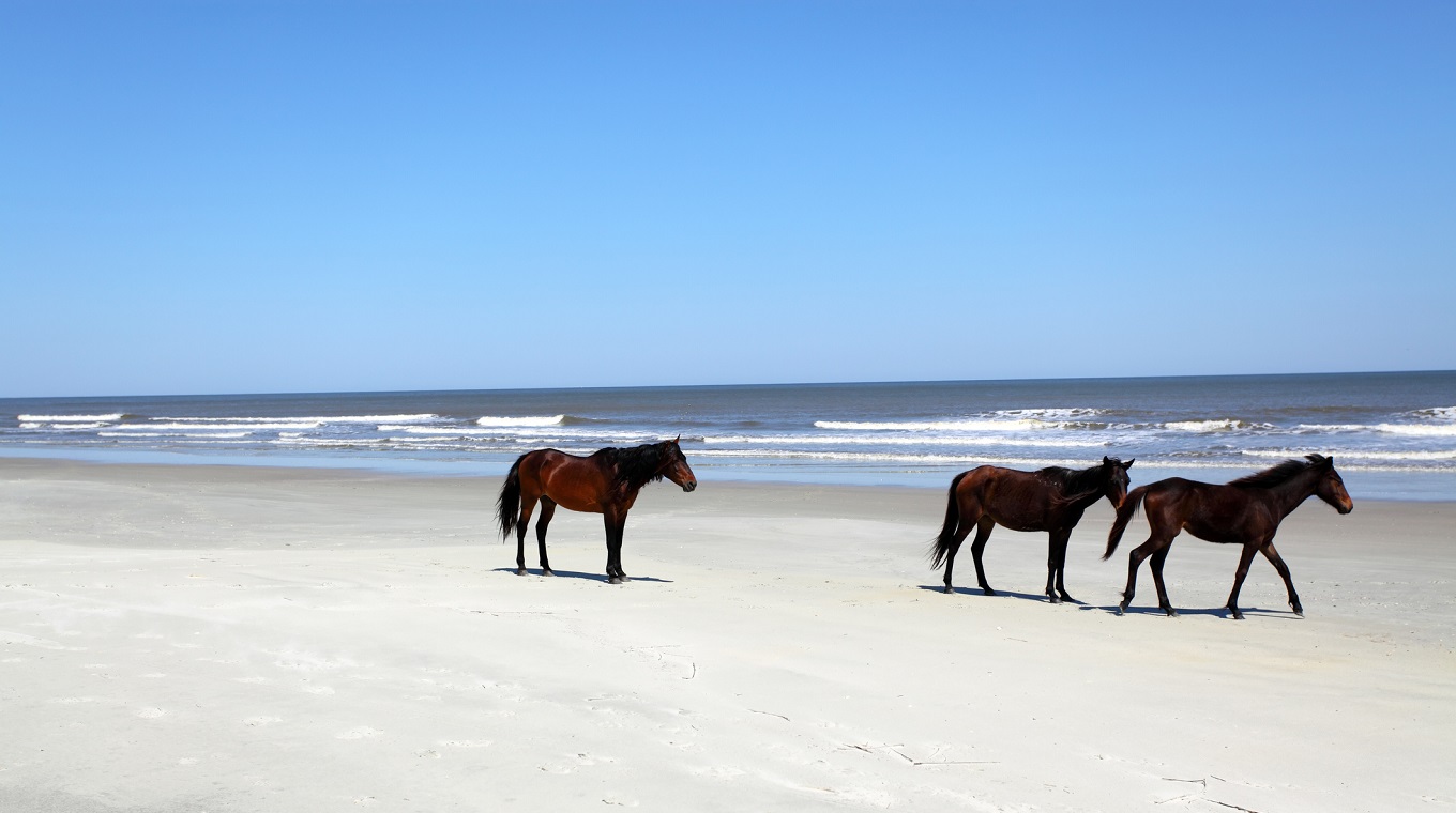 Wild Horses
