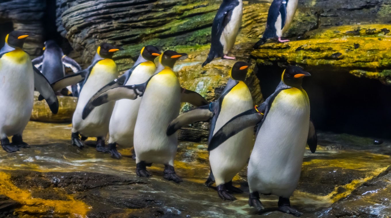 funny colony of king penguins follow the leader, social bird behavior, popular zoo animals from the antarctic