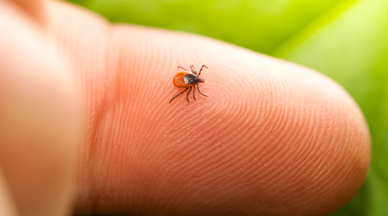 lyme-disease-1.jpg