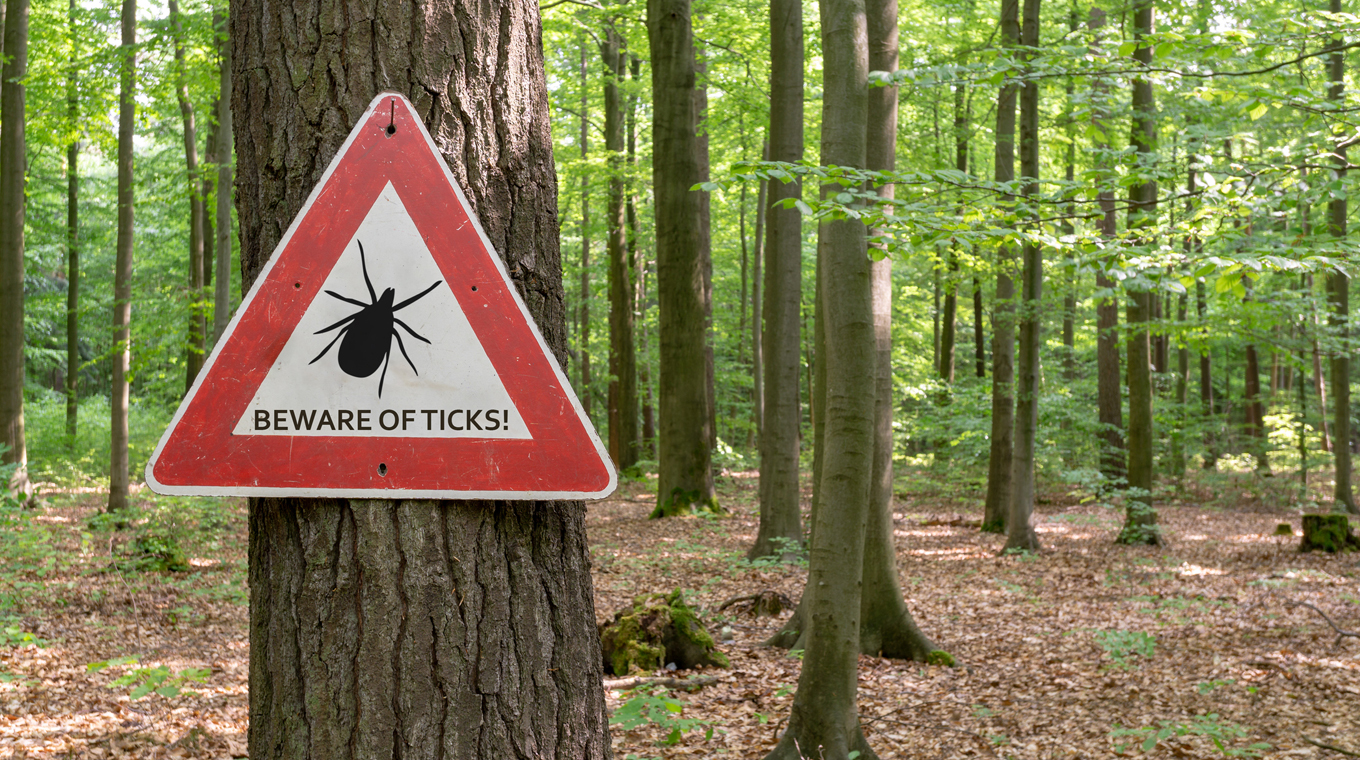 lyme-disease-3.jpg