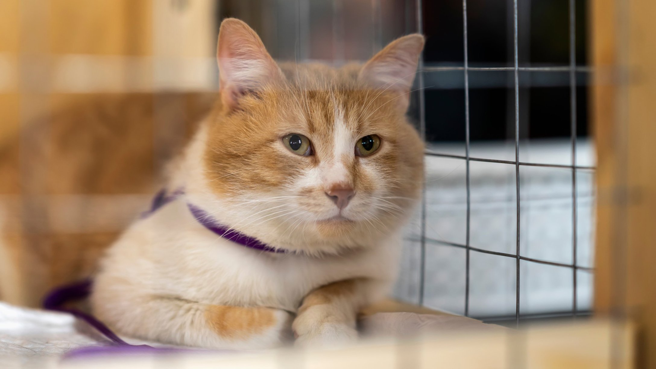 older-cat-cage-1.jpg