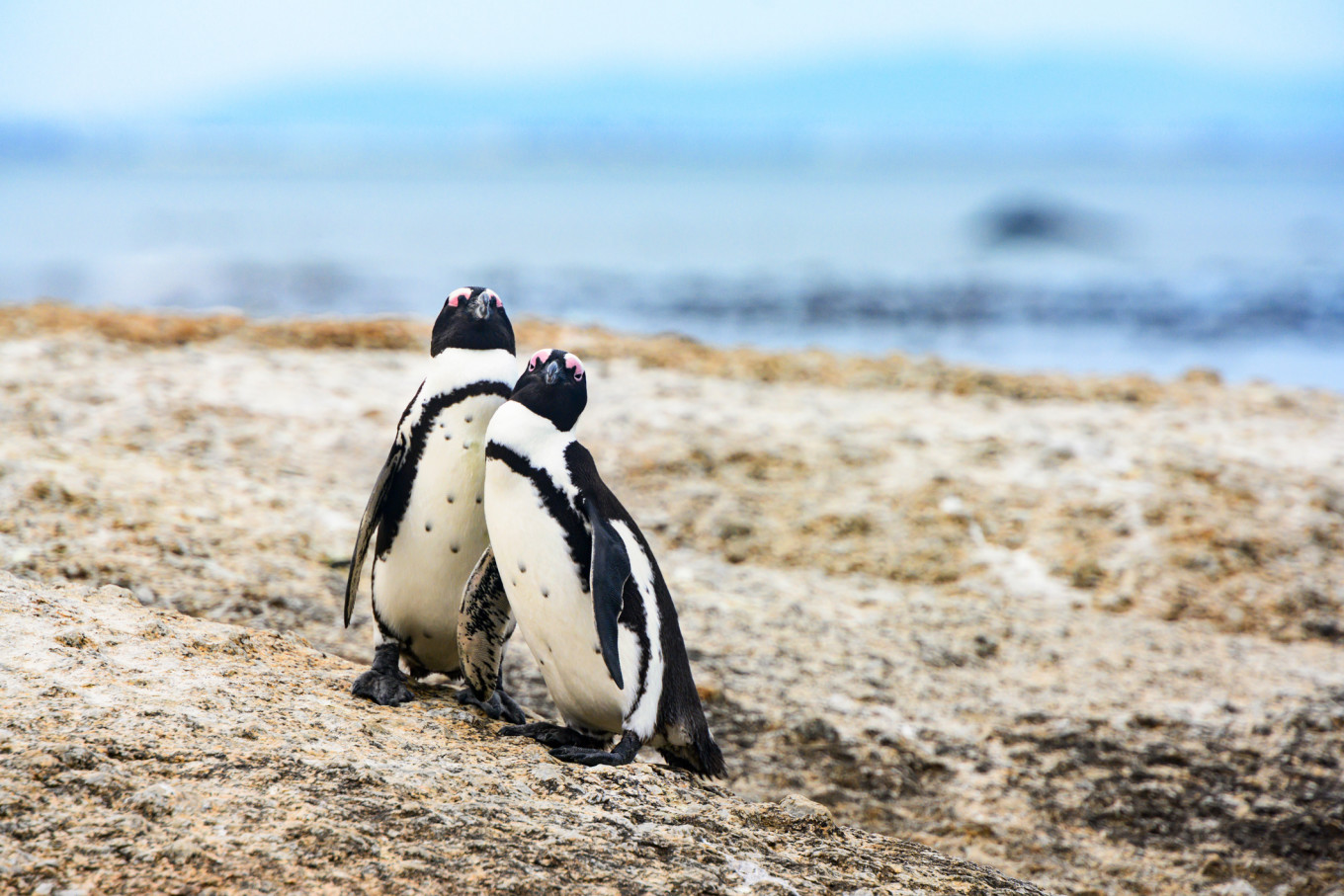 penguins.jpg