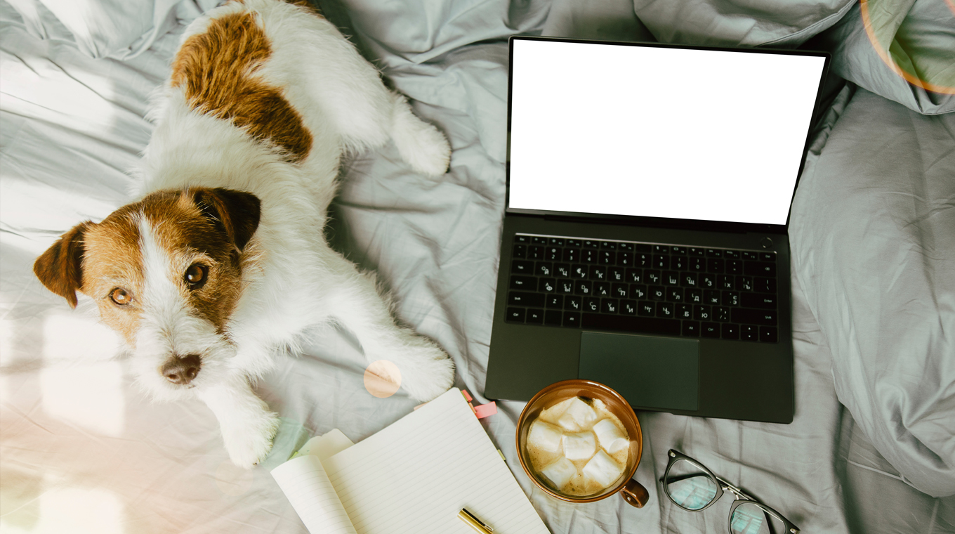 pet-care-COVID-3.jpg