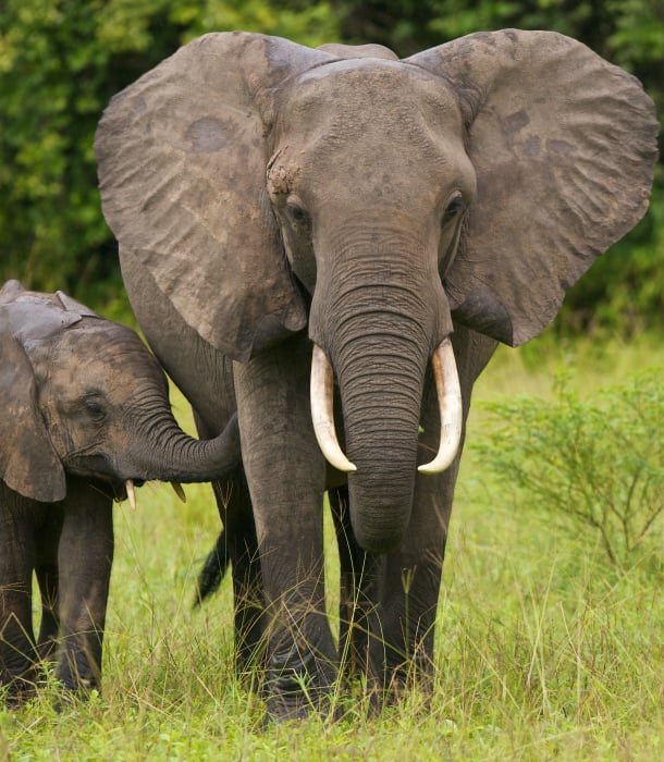 reasons-elephants-almost-extinct-amazing-animals.jpg