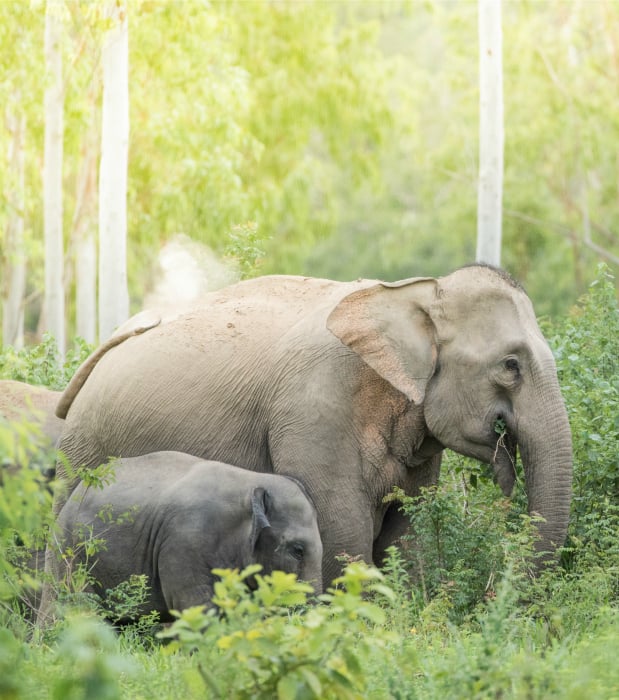 reasons-elephants-almost-extinct-asian.jpg