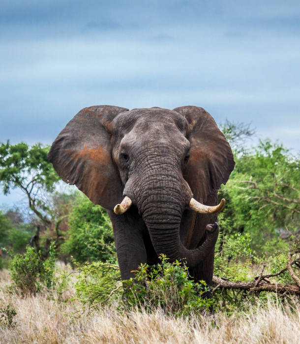 Specie Loxodonta africana family of Elephantidae