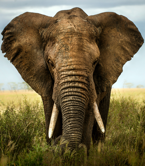 elephant-grass