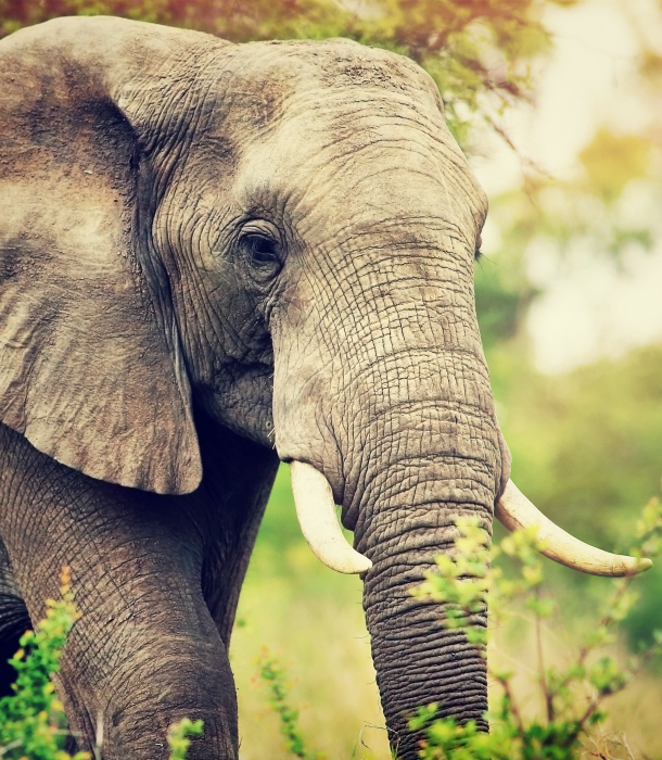 reasons-elephants-almost-extinct-destabilized-herds.jpg