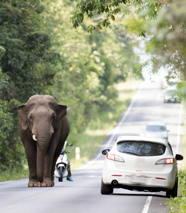 reasons-elephants-almost-extinct-human-encroachment.jpg