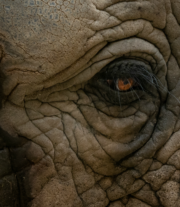 reasons-elephants-almost-extinct-illegal-trade.jpg