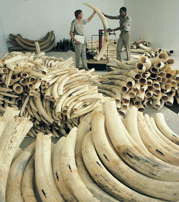 Illegal haul of elephants' ivory