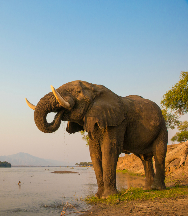 African Elephant bull drinking on the Zambezi river at sunset