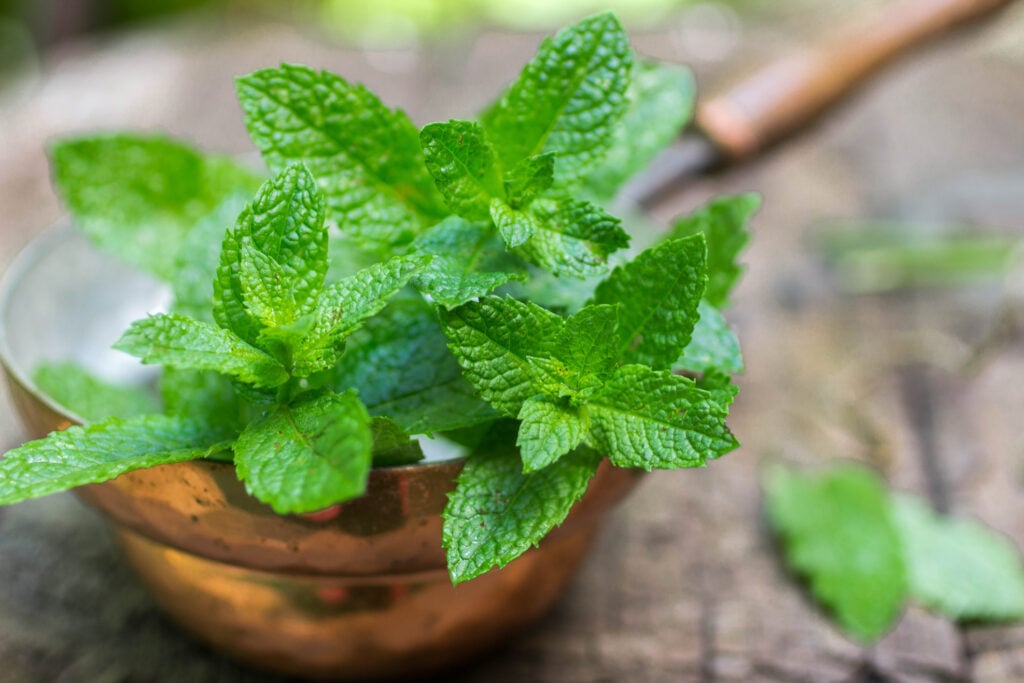 Peppermint Tea