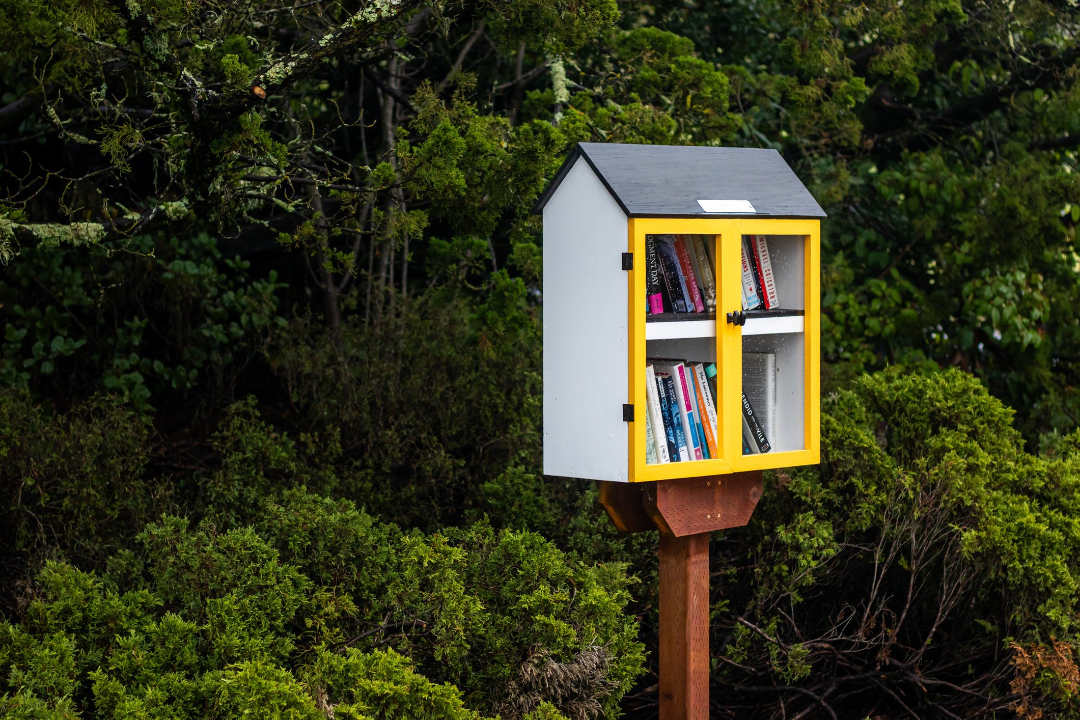 Public bookcase, free library in a suburban neighborhood financial tips